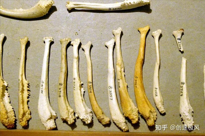 揭秘人体的奇迹：曾经拥有的“阴茎骨”是进化还是退化？ - 知乎