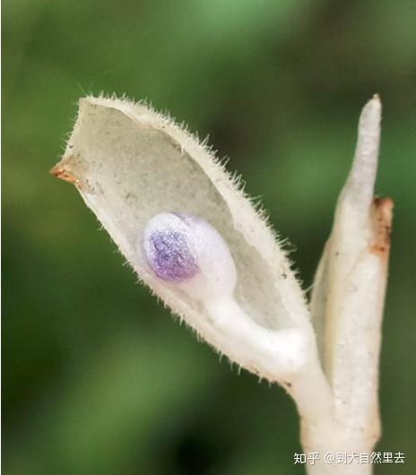 青山村导赏 没有一朵花 一棵草是不美丽的 知乎