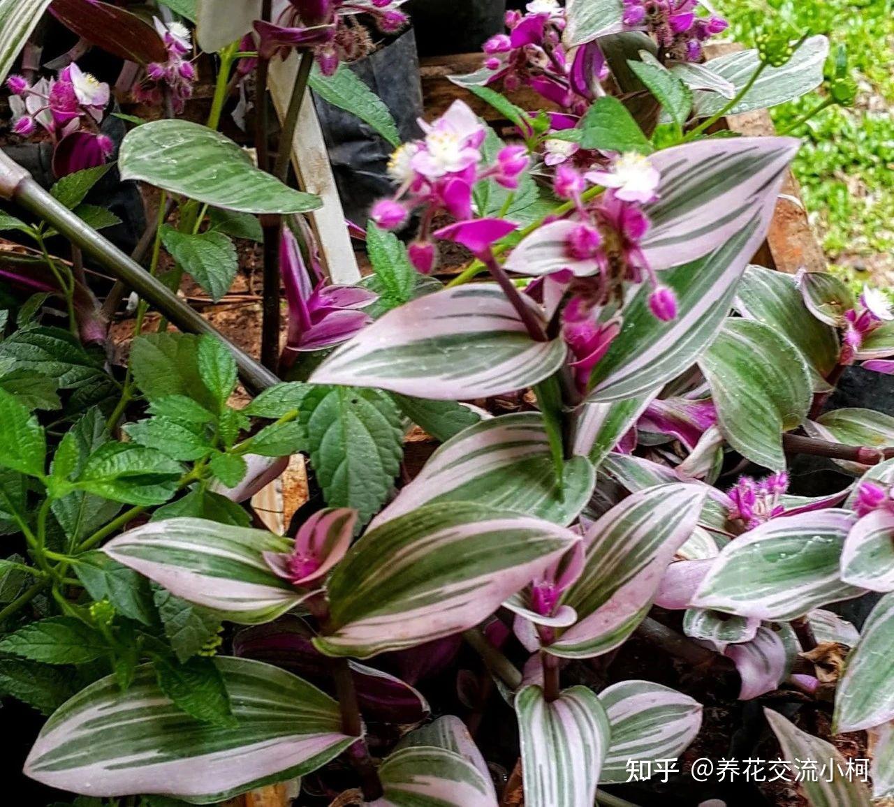 吊竹梅被歸類為紫露草屬,養得好還可以開花,附紫露草品種 - 知乎