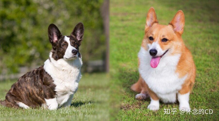 威尔士柯基犬 - 知乎