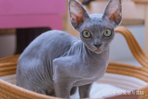 猫咪品种科普之【德文卷毛猫】,附精美剧照! - 知乎