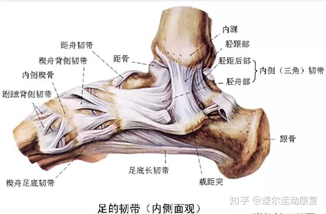 内踝就是脚踝的内侧,主要是内侧副韧带