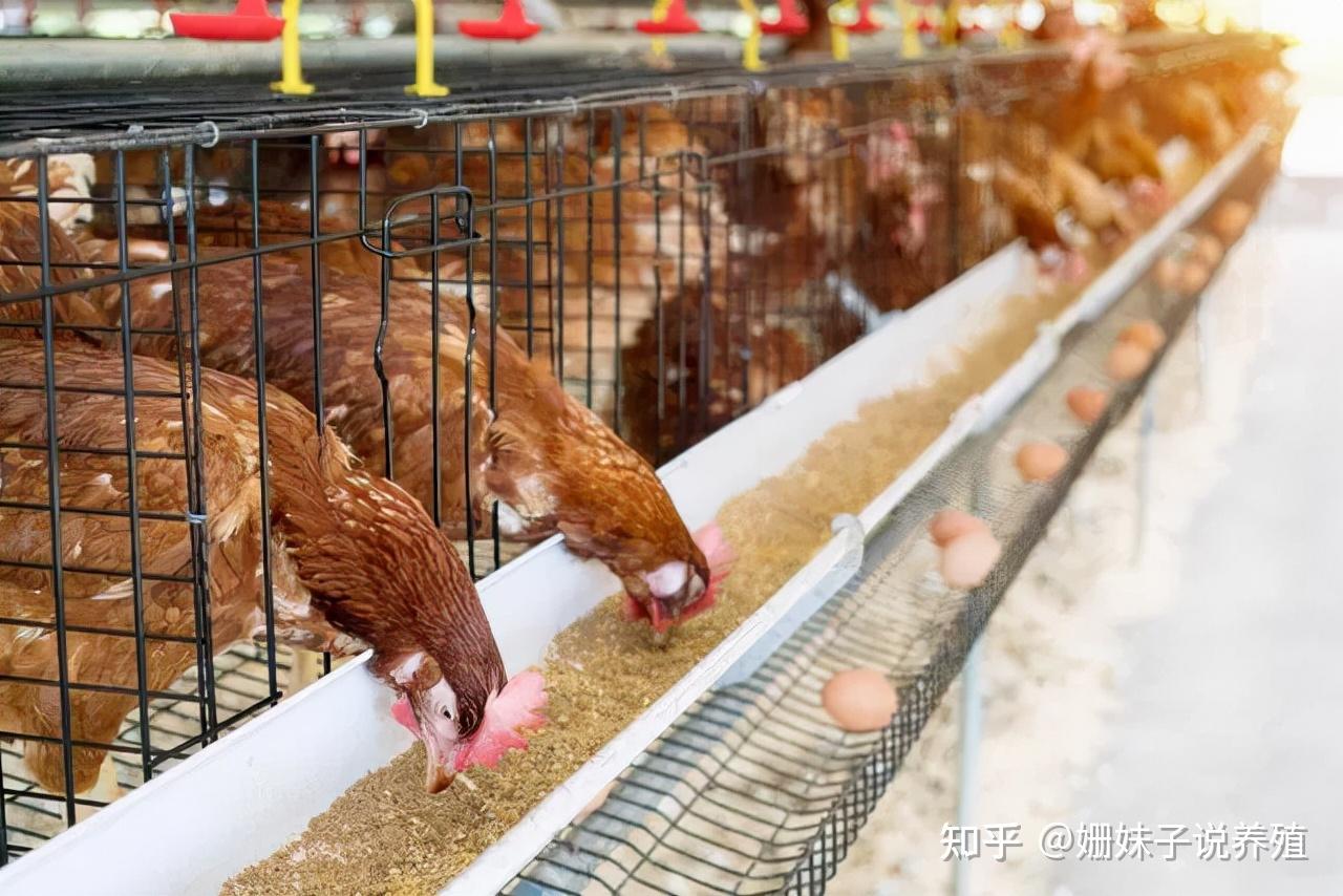 探访贵州现代化鸡蛋厂 负责人：鸡蛋日夜不息送往广深