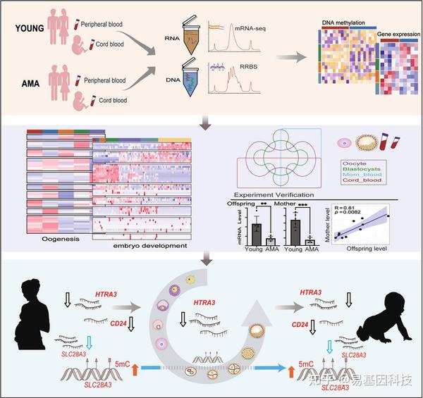 易基因｜DNA甲基化和转录组联合揭示代际遗传对高龄产妇的影响 | 表观遗传研究 - 深圳市易基因科技 - 博客园