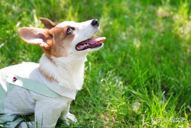 柯基犬為什麼會受到英國女王的喜愛因為優點太多了