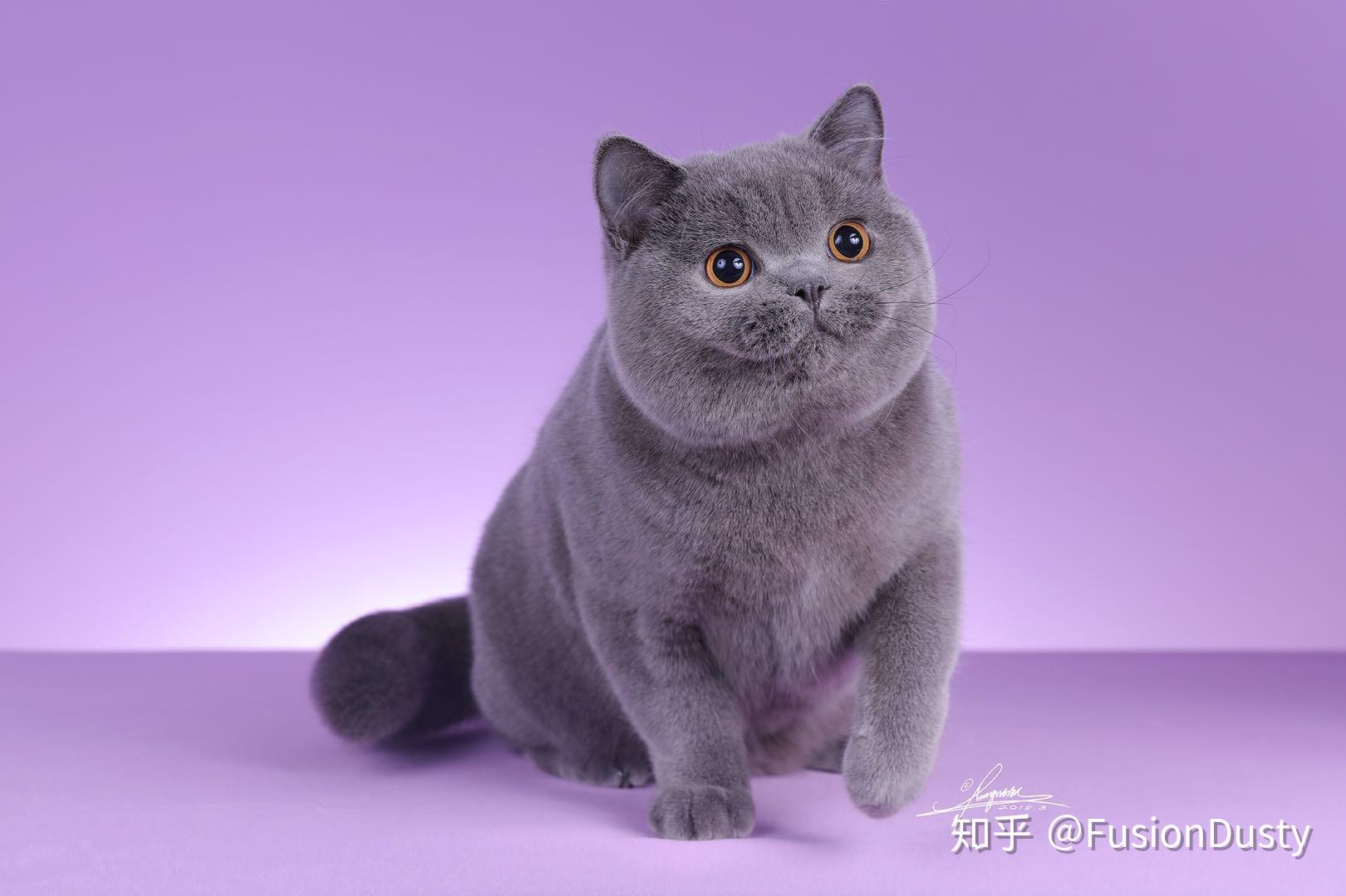 如何鉴别英短是否纯种