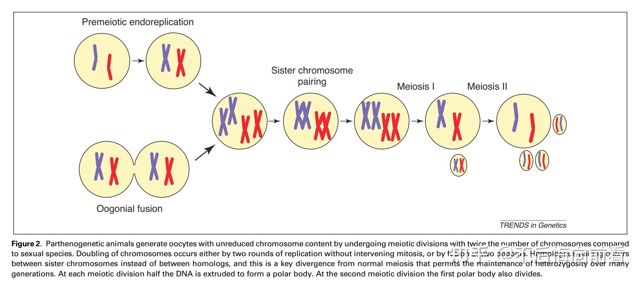 你不知道的事同性生殖 知乎