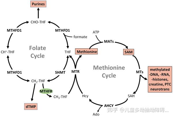 MTHFR基因突变：破解ADHD的遗传之谜 - 知乎