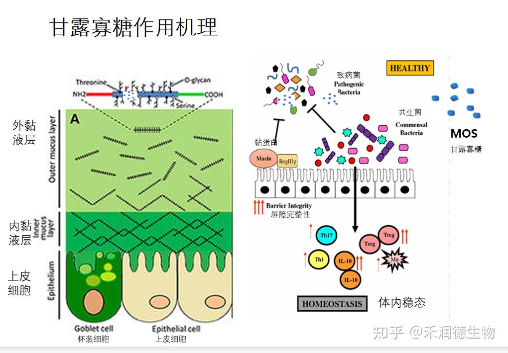 1酵母细胞壁的结构 酵母细胞壁占酵母干细胞重的15