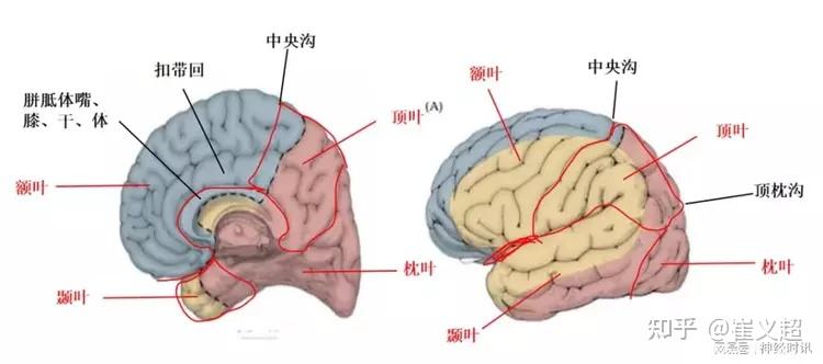 从神经科学到人工智能(三) - 知乎