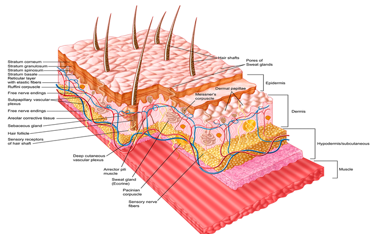 看这里丨皮肤结构解析