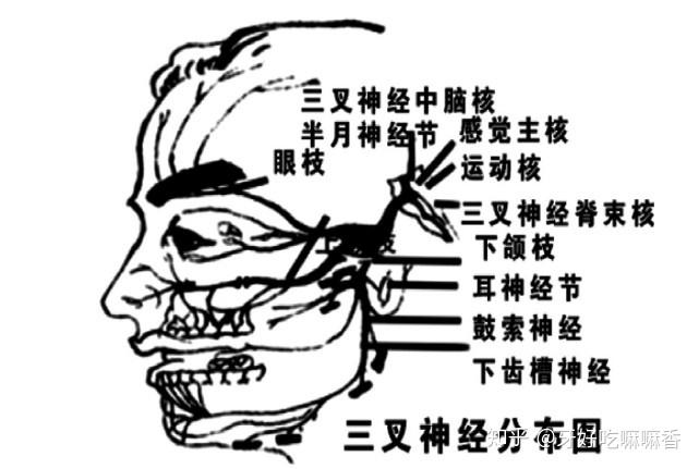 牙齿的神经线分布图图片