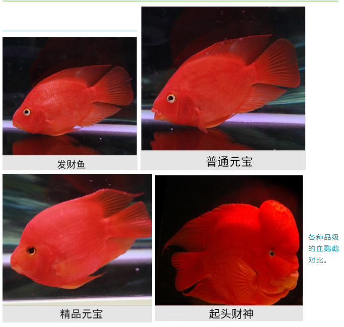 您是否正为血鹦鹉养不红而感到烦恼 戳进来 知乎