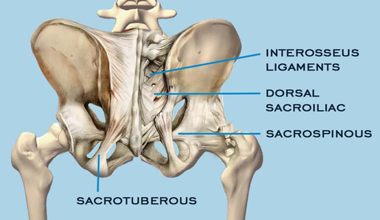 这些韧带包括:骶髂前韧带,骶髂骨间韧带,骶髂后韧带,骶结节韧带,骶棘