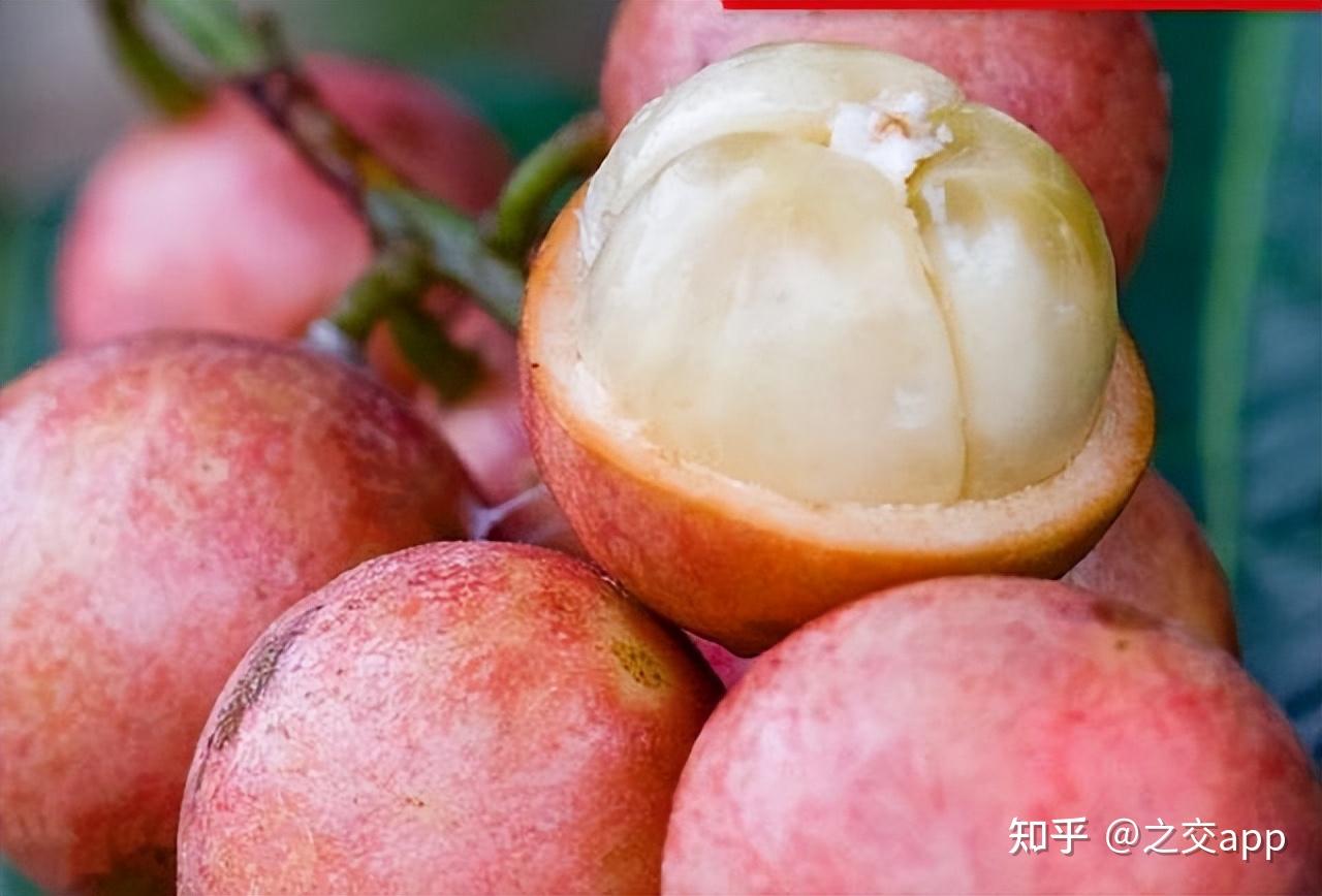 水果新貴「牛奶果」 美味又可愛 - 新唐人亞太電視台