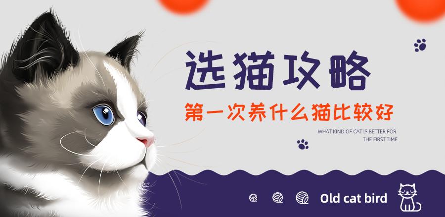 养猫攻略 新手第一次养猫 什么猫比较好 知乎