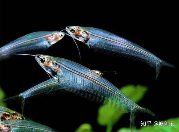 玻璃猫鱼喜欢弱酸性软水,老水,最合适的水温是22～28℃.