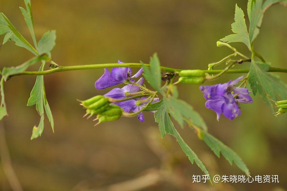 急性烏頭鹼中毒心電圖分析