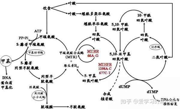 叶酸代谢能力检测有没有用,看这篇就够了!