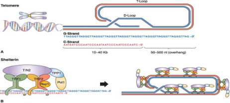 端粒长度 - 知乎