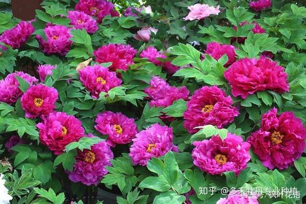 牡丹花的花语和寓意 仅仅是富贵这么简单吗 知乎