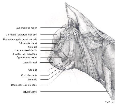 猫、狗真的会笑吗?或者说有表情吗?