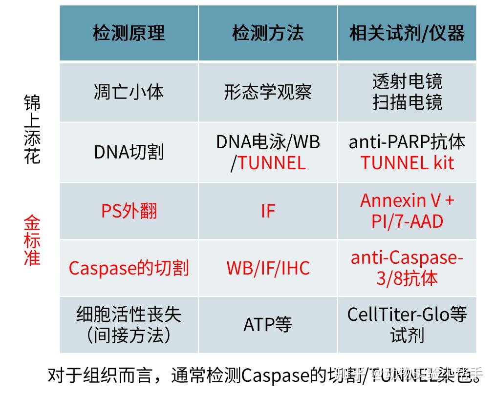 細胞凋亡的檢測方法:細胞凋亡的分子機制:內源性凋亡就是它感應到自身