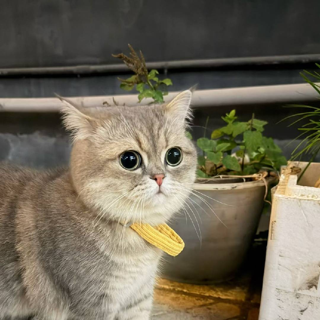 咕噜仔