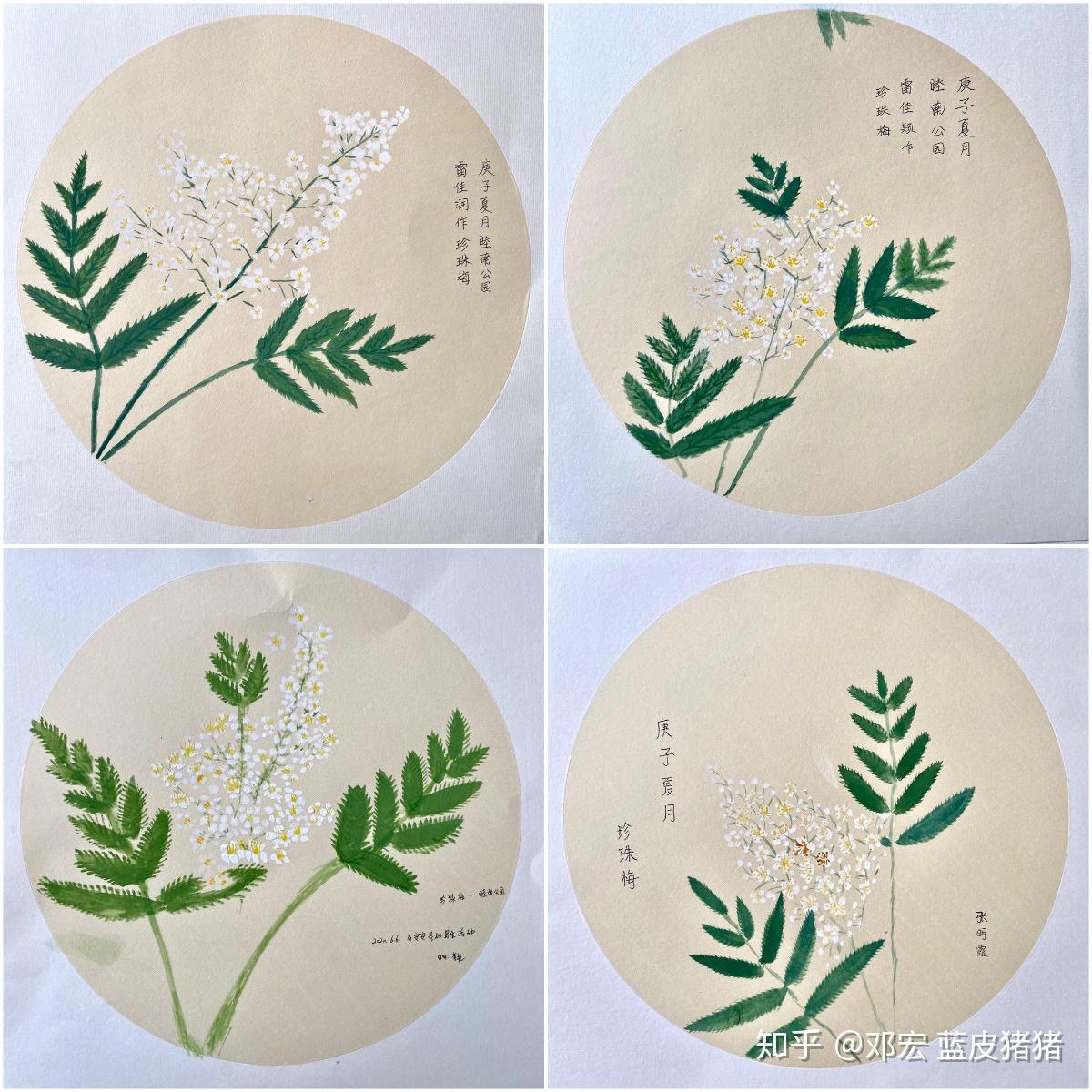 [活动记录]珍珠梅自然笔记:苞如珍珠,形如梅花,宛若仙女飘然