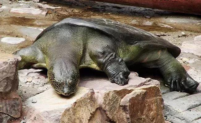 中国最后一只雌斑鳖:传宗接代太难了,我走了 - 知乎