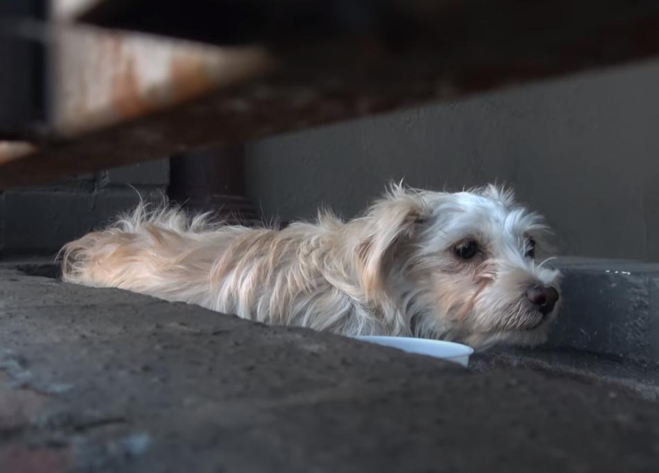 如何看待小狗被遺棄在17樓邊緣淋雨2天2夜一事遺棄動物的人是什麼心理