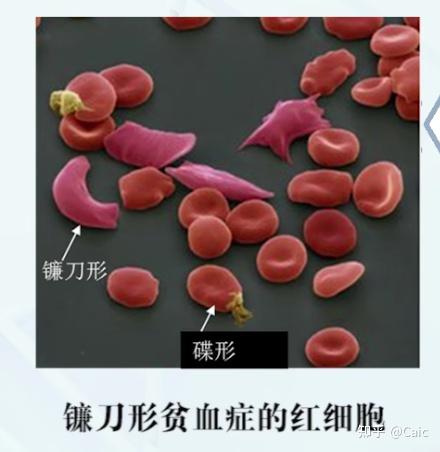 遗传学_3 孟德尔遗传定律 - 知乎