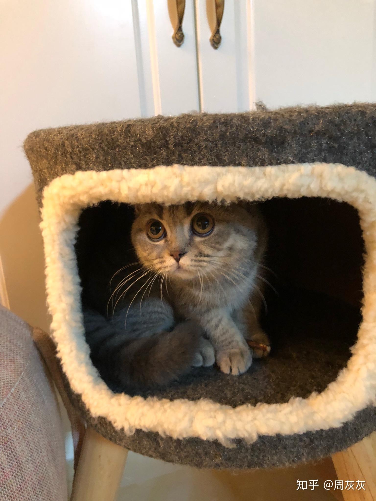 满满干货(铲屎要注意什么事项)铲屎要注意什么细节,(图11) 满满干货(铲屎要注意什么事项)铲屎要注意什么细节,(图11)