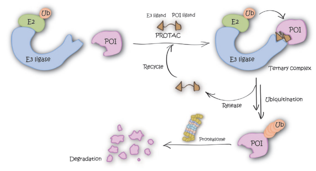万字详解靶向蛋白降解:诞生二十年,近五年繁荣,一文讲清protac及分子