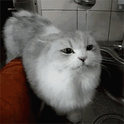 如何骗猫咪多喝水? 2 v2 8d9de2fae335864fb3ac0bbce321bf60 720w