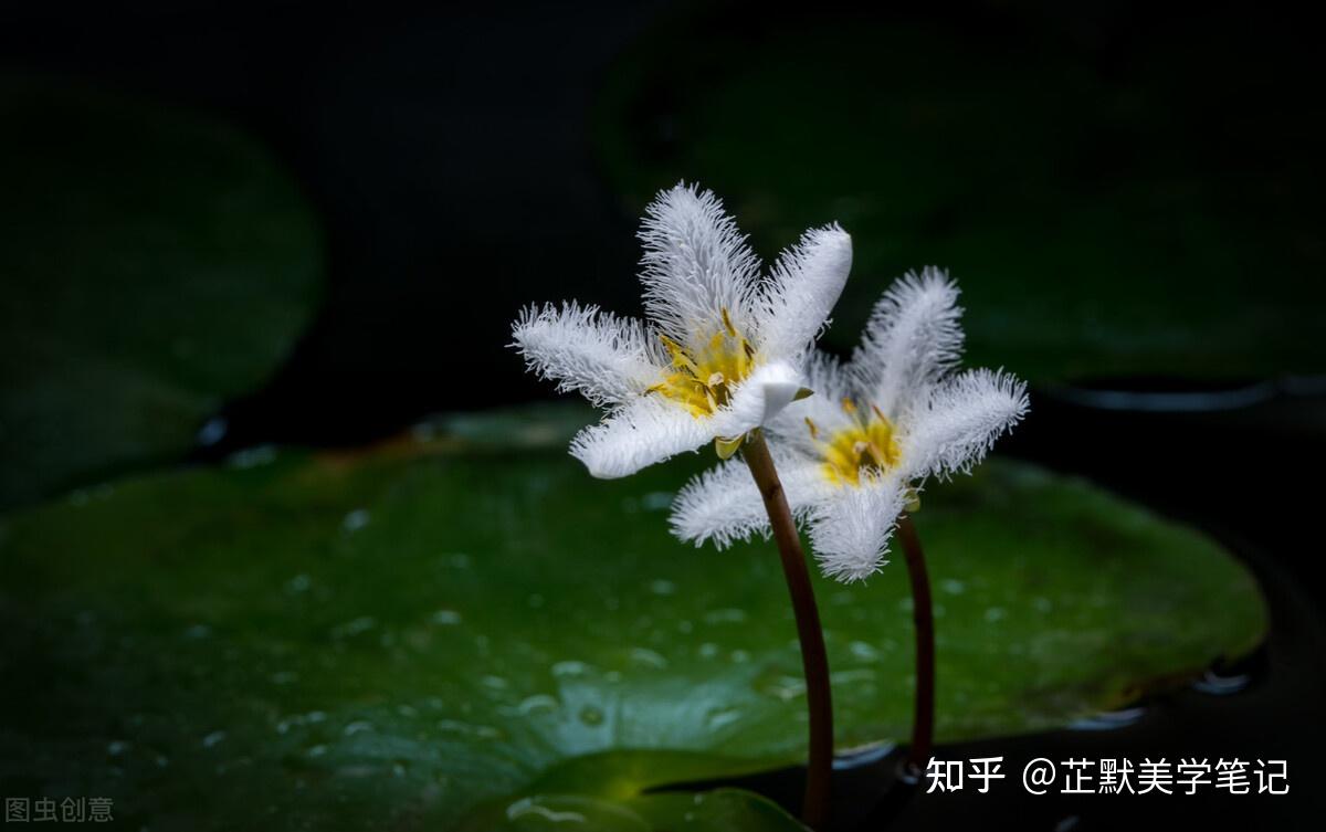 分享靜心美文,願以文字薰香歲月,以歲月迴歸自我芷默美學筆記