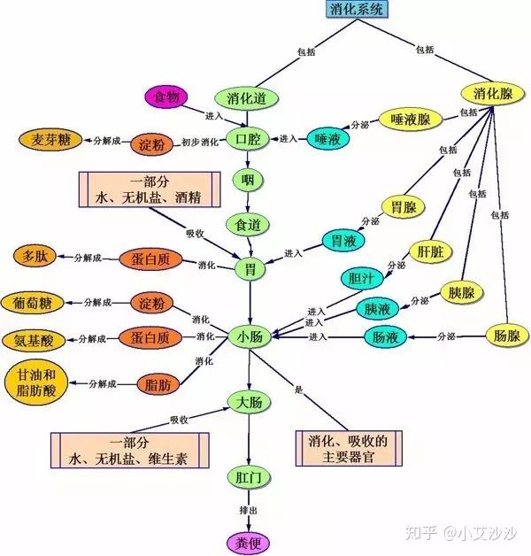 消化系統是人體不大系統之一,貫穿從食物入口到消化吸收的全部過程