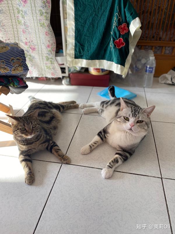 獣医師監修 肺水腫とは 猫のこんな症状に注意 原因や治療法も