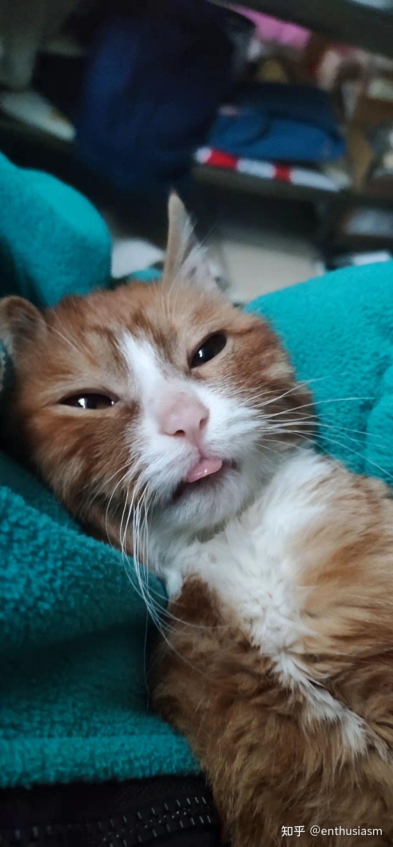 橘花猫:记录大圆子一步一步胖起来:) - 知乎