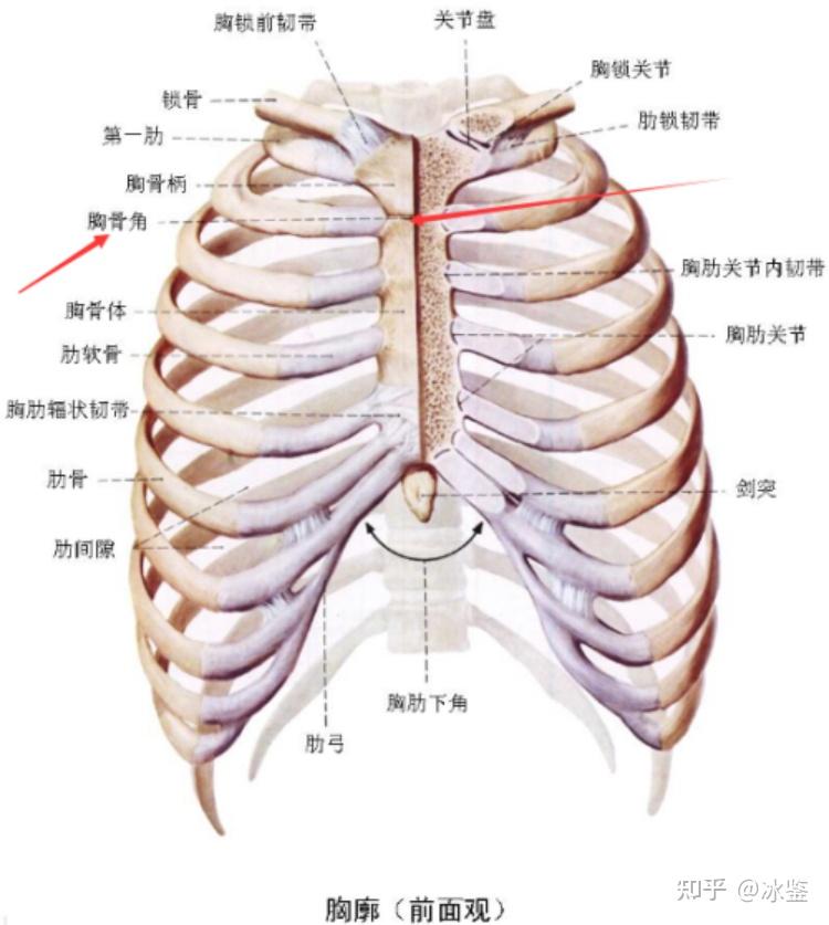 锁骨与第一肋关系图图片