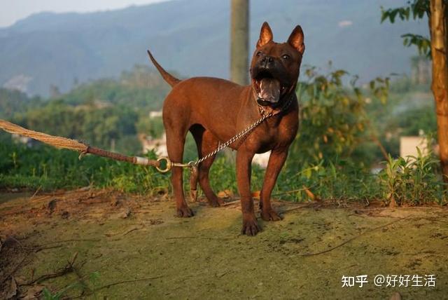 5大中国“猛犬”，个个英俊潇洒，我看谁还说不如国外的！ - 知乎