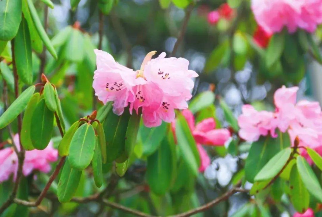 拍摄 | 王丽雅瓦屋山杜鹃花品种有47个,生长于海拔1400米-2800米的