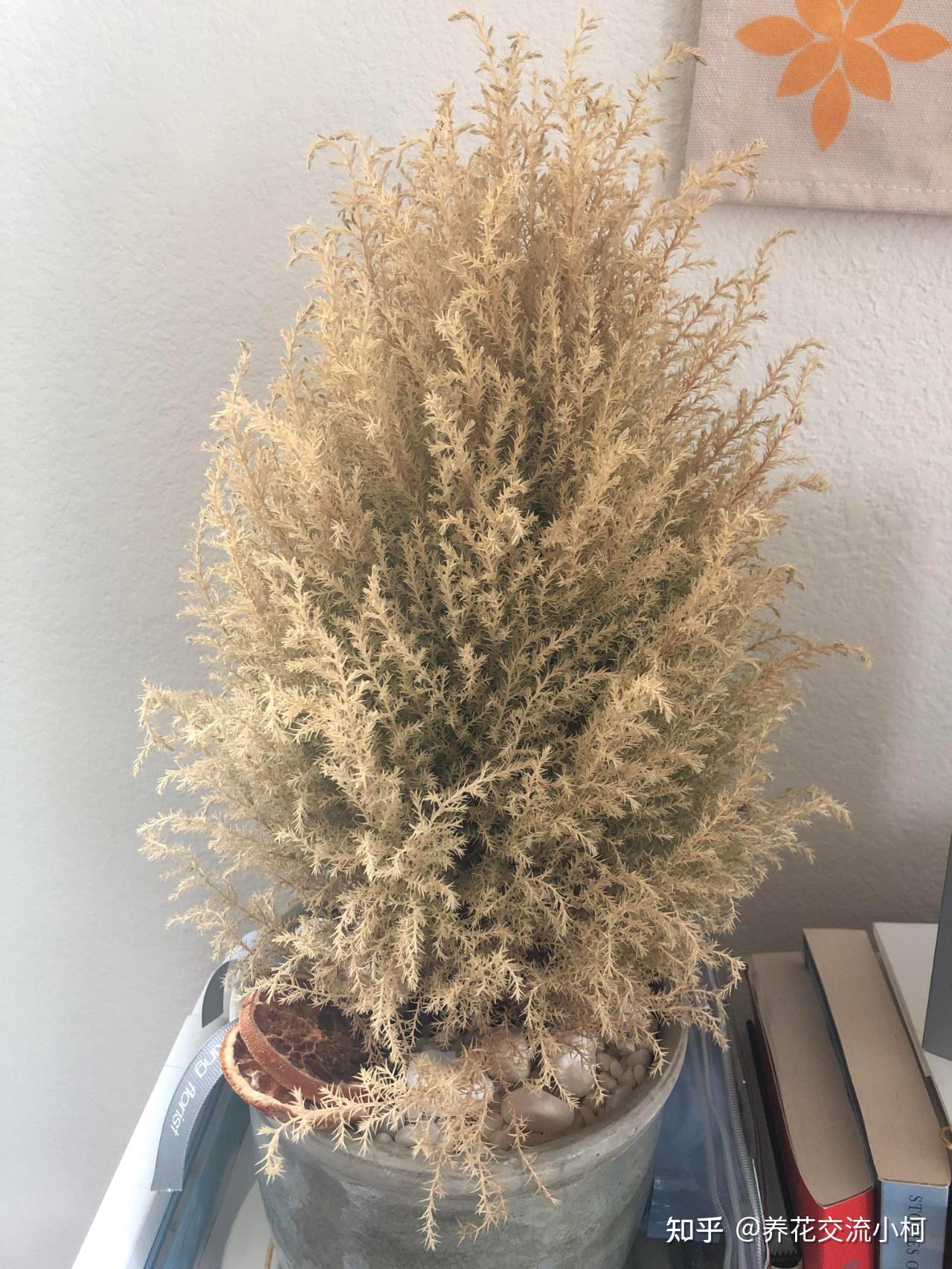 摸一下就有香味的香松，传言能驱蚊，养了后才发现易干枯，难呀！ - 知乎