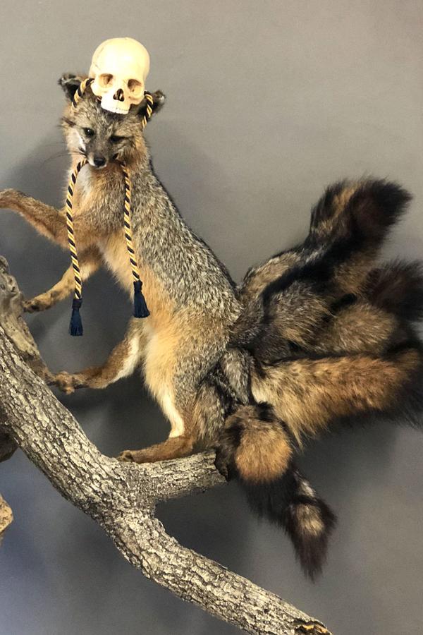 从维多利亚时期的猫尸婚礼到给斑马缝人脸的标本艺术