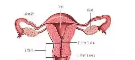 明夫人女人这里发黑暗示子宫里面毒素太多了