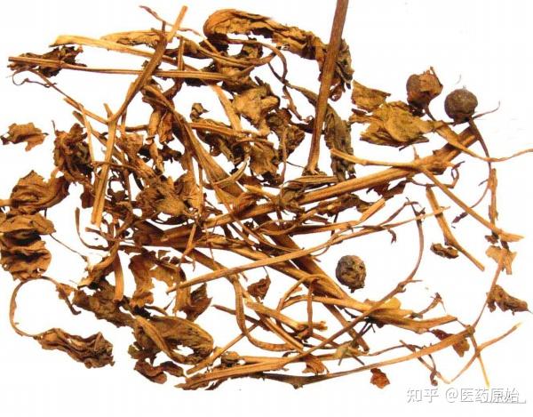 带你识别颠茄草 - 知乎