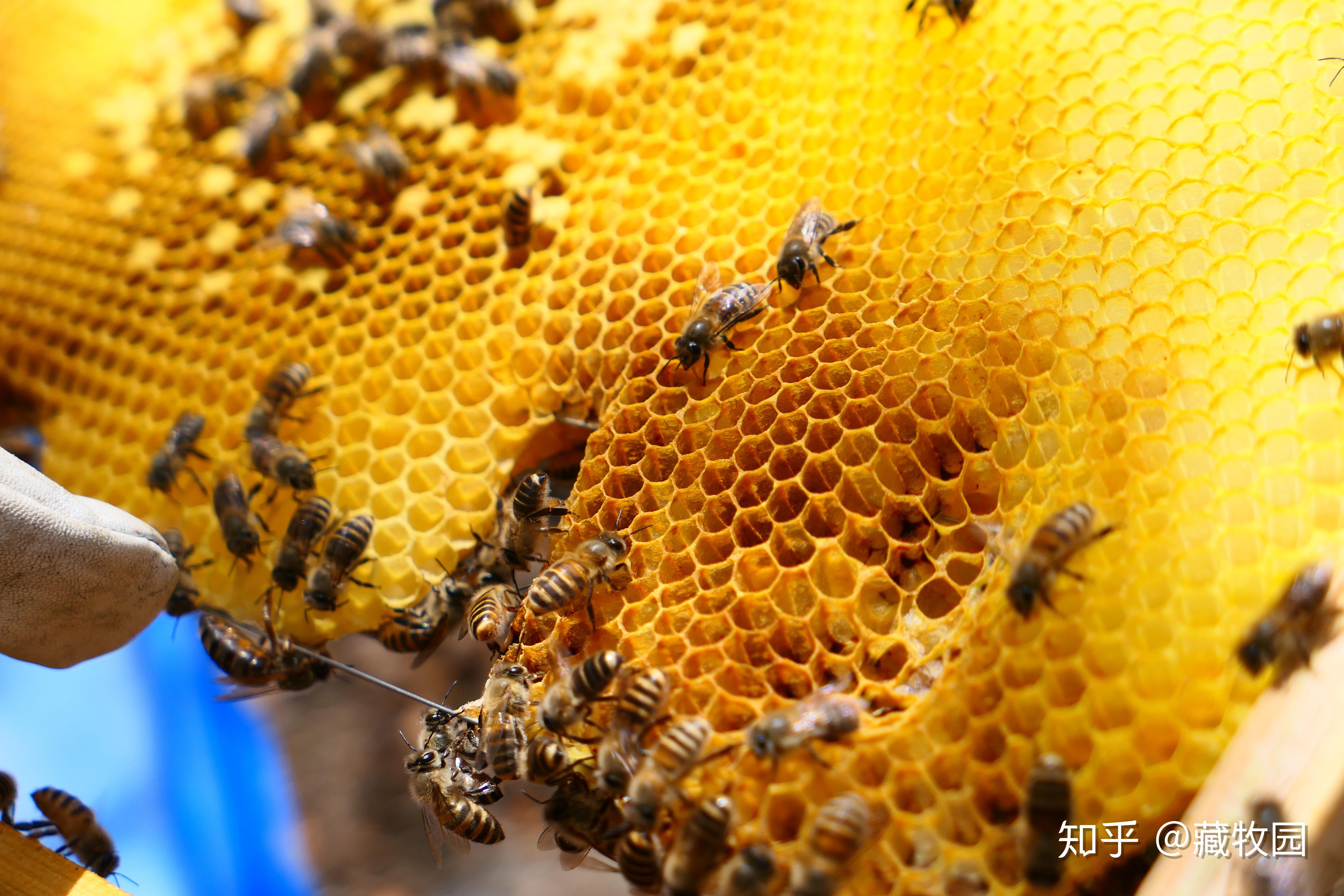 关于人工养殖蜜蜂酿造的蜂蜜