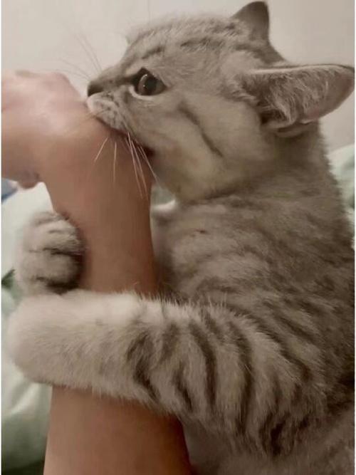 猫突然变凶?猫咪攻击主人可能的原因及解决方法 - 知乎