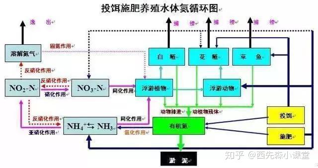 鱼塘氨氮和亚硝盐过高?这份处理攻略值得收藏 - 知乎