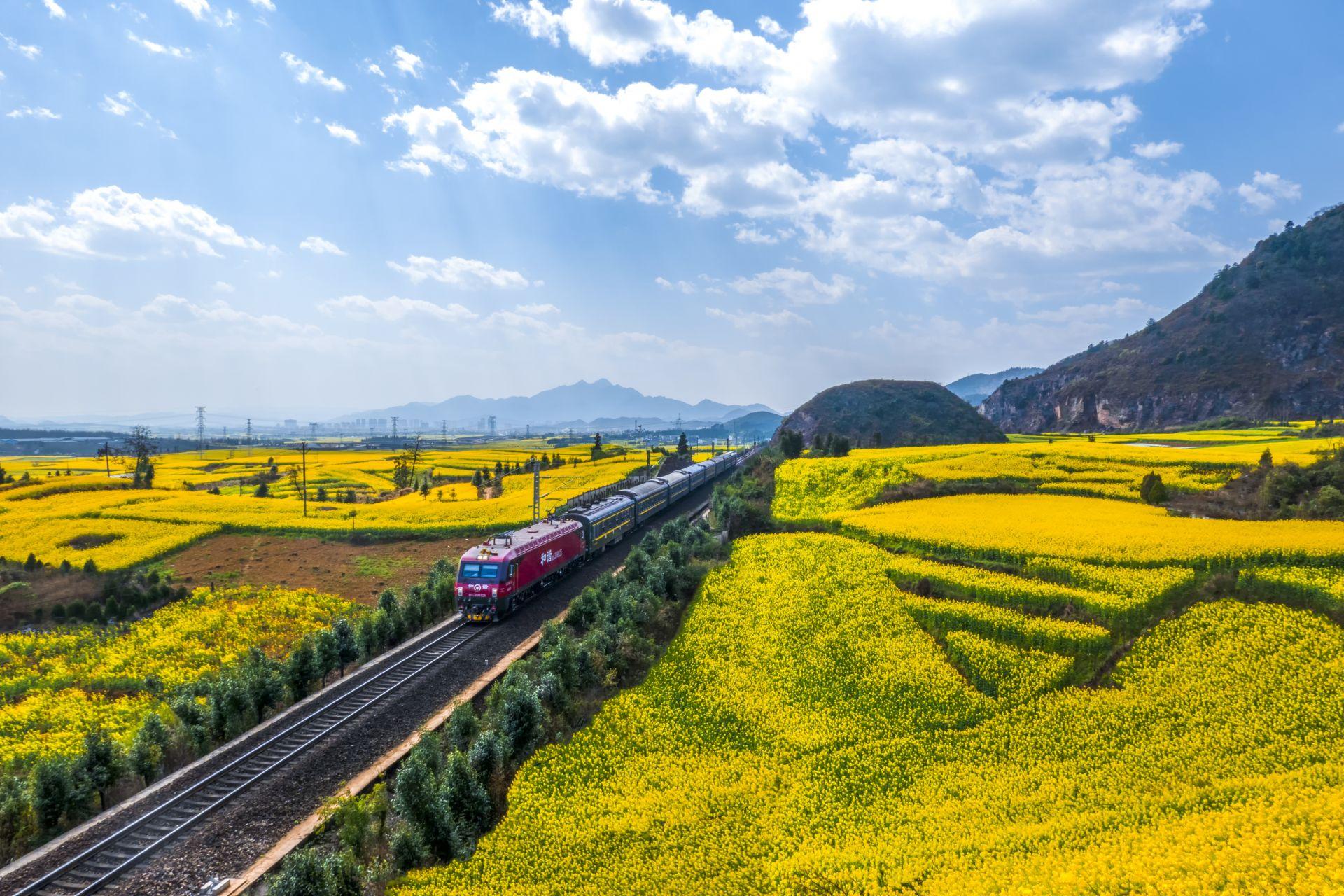 火车载着游客穿越金色花海,寻找最美春天